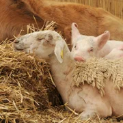 yersiniose-enterocolitica