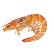 virus-iridescent-des-decapodes-1