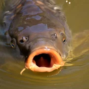 virus-de-loedeme-de-la-carpe