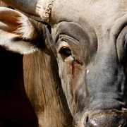 Hémorragie épizootique