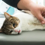 Listeriose (L. monocytogenes)