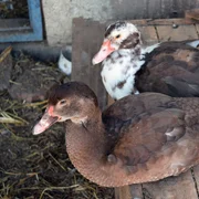 Hépatite virale du canard