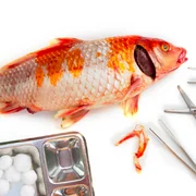 herpesvirose-de-la-carpe-koi