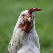 laryngotracheite-infectieuse-aviaire