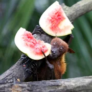 infection-a-virus-nipah-animaux-sauvages