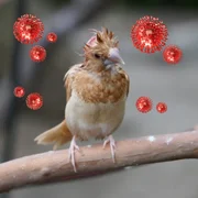 infection-par-les-virus-de-linfluenza-chez-les-oiseaux-autres-que-les-volailles-oiseaux-sauvages-compris