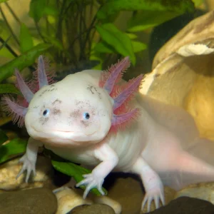 Chytridiomycose (Batrachochytrium salmandrivorans)