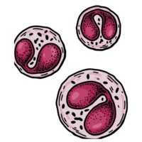 Granulome éosinophile  