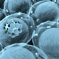 Déficit d’adhésion leucocytaire (LAD)