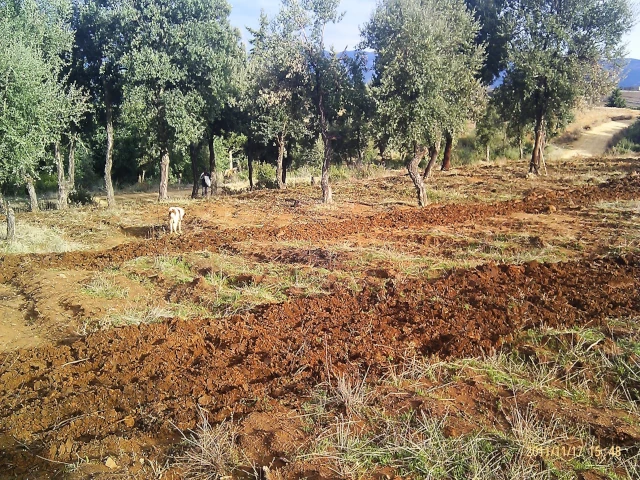 DAHRA - BORDJ ELBAAL