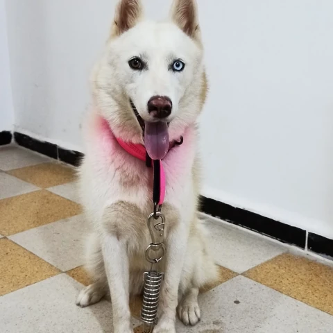 LE BIEN-ÊTRE DE L'ANIMAL