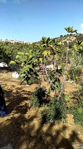 FAYÇAL LAKEHAL