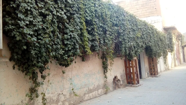 MOHAMMEDI