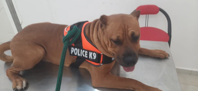 A TOUAZI  LE REFUGE DES QUATRE PATTES