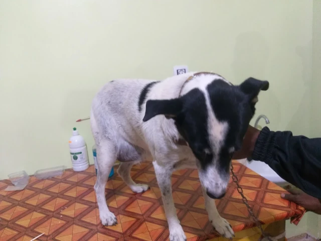 A BEN BARKA