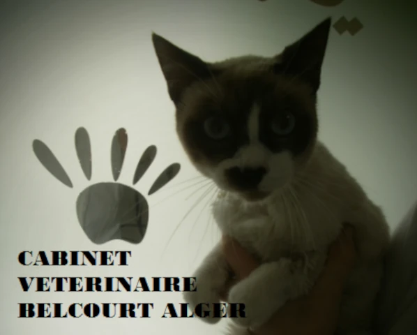 AF1QipOgu0hgPD5q6w2Ows-wEAB-qixDth9EDHRhw6mcw1920-h1080-k-no.webp