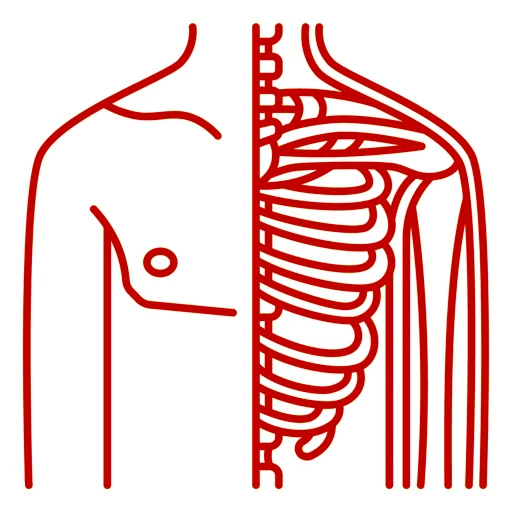 Physiologie.webp