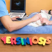 yersiniose-pseudotuberculosis