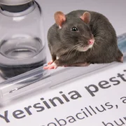 Yersiniose pestis