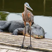 Trichomonose (chez les oiseaux et les reptiles)