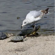 Toxoplasmose (chez les oiseaux et les reptiles)