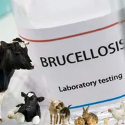 Brucellose