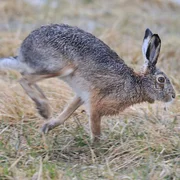 Calicivirus du syndrome du lièvre européen