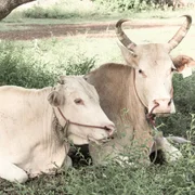 Campylobactériose génitale bovine