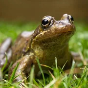 Chytridiomycose (Batrachochytrium dentrobatidis)