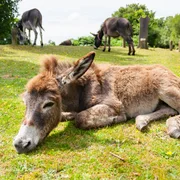 Rhinopneumonie virale équine (causée par EHV1)