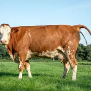 Diarrhée virale bovine