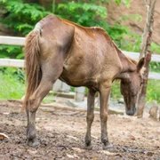 Peste équine