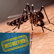 Fièvre de West Nile