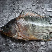 Maladie virale du tilapia lacustre (TiLV)