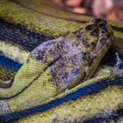 Maladie fongique des serpents (Ophidiomyces ophiodiicola)