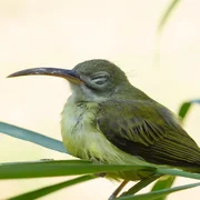 Maladie de Newcastle (oiseaux sauvages)