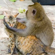 immunodeficience-virale-feline-simienne