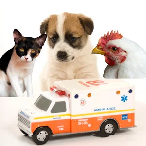 urgences-medicales-chez-les-animaux