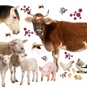 maladies-infectieuses-chez-les-animaux