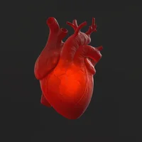 maladies-valvulaires-cardiaques