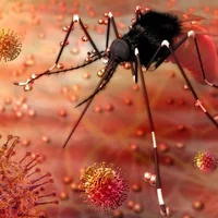 Infection par le virus Zika 